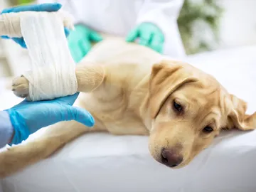 Cómo curar las heridas de las mascotas Cómo curar las heridas de las mascotas