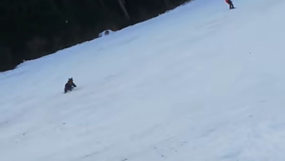 Graban a un esquiador huyendo de un oso en pleno descenso por una pista de esquí 