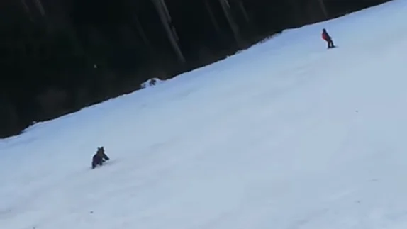 Graban a un esquiador huyendo de un oso en pleno descenso por una pista de esqu&iacute; 