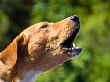 ¿Tu perro ladra a otros perros? Descubre cuáles pueden ser los motivos y cómo corregir esta conducta 