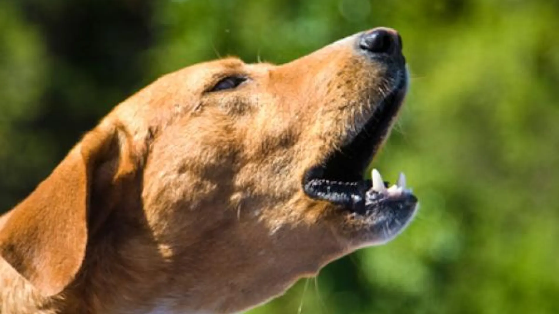 ¿Tu perro ladra a otros perros? Descubre cuáles pueden ser los motivos y cómo corregir esta conducta ¿Tu perro ladra a otros perros? Descubre cuáles pueden ser los motivos y cómo corregir esta conducta