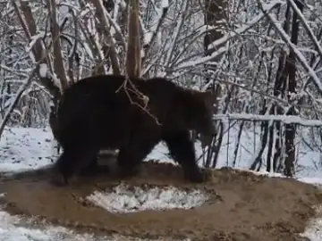 Oso liberado de un zoológico Oso liberado de un zoológico