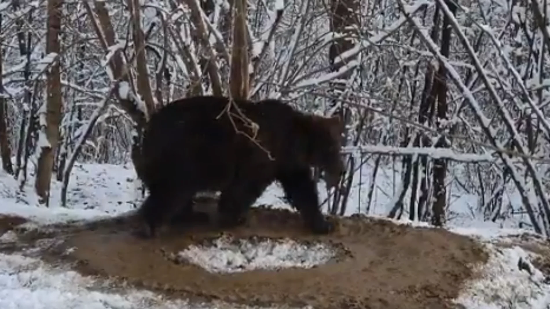 Oso liberado de un zoológico Oso liberado de un zoológico