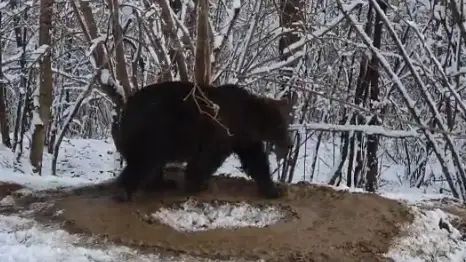 Oso liberado de un zool&oacute;gico