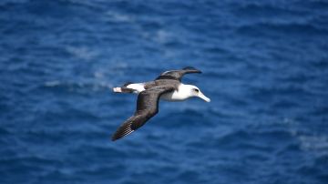 Albatros