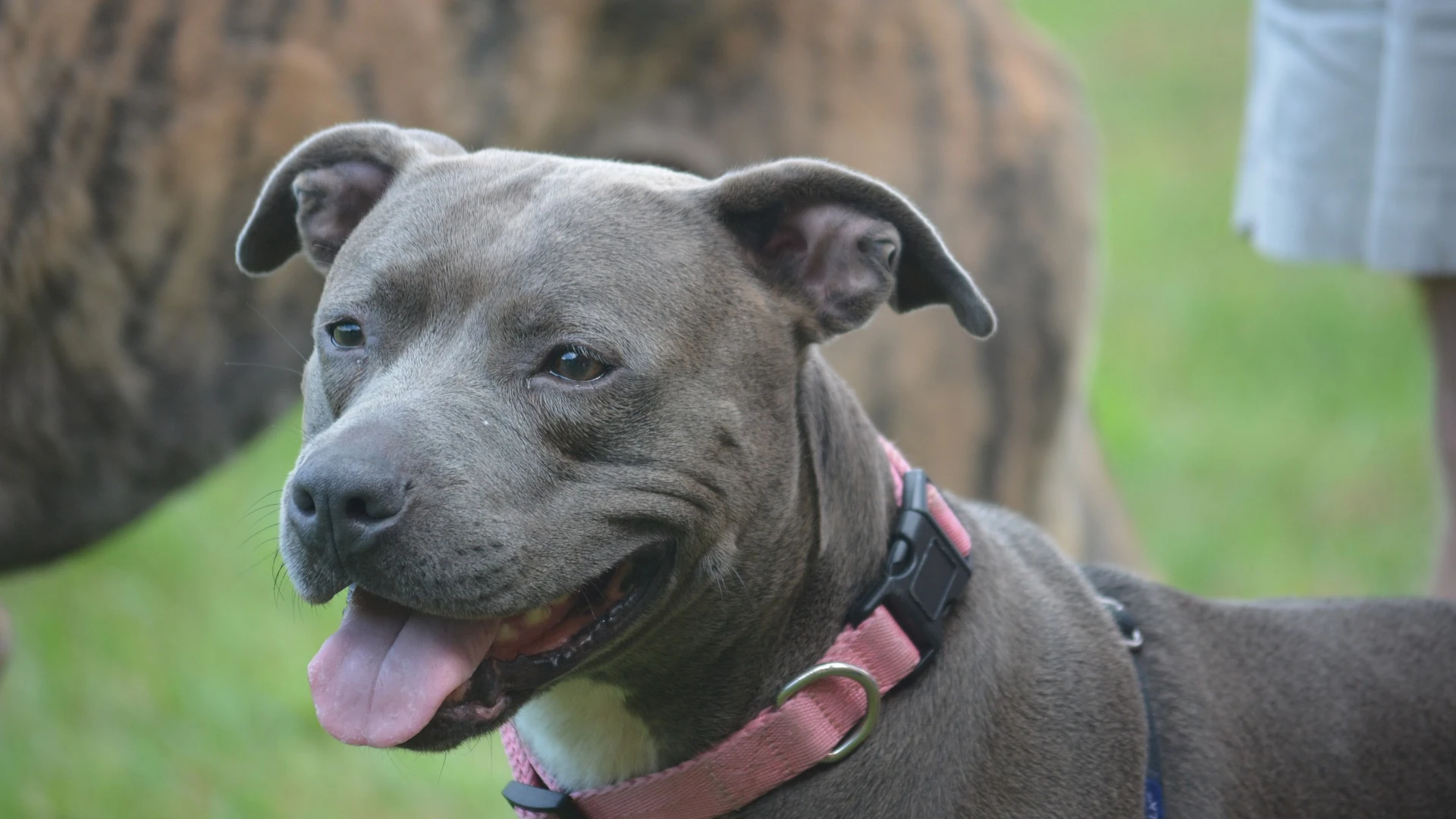 Investigadores chinos apuntan en un ensayo preliminar que el origen de la cepa británica podría estar en los perros Investigadores chinos apuntan en un ensayo preliminar que el origen de la cepa británica podría estar en los perros
