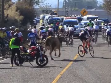 Un toro embiste contra un pelotón de ciclistas en plena etapa