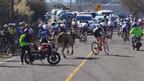 Un toro embiste contra un pelotón de ciclistas en plena etapa Un toro embiste contra un pelotón de ciclistas en plena etapa