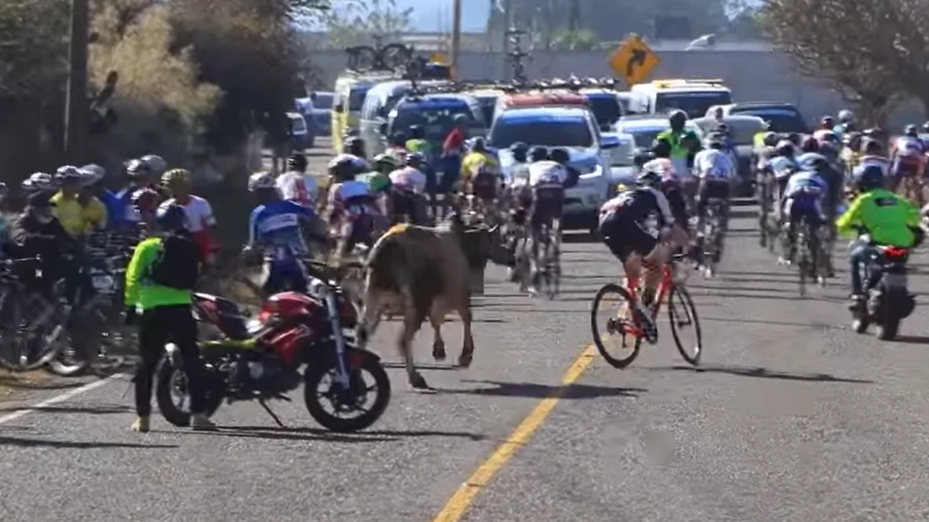 Un toro embiste contra un pelotón de ciclistas en plena etapa Un toro embiste contra un pelotón de ciclistas en plena etapa