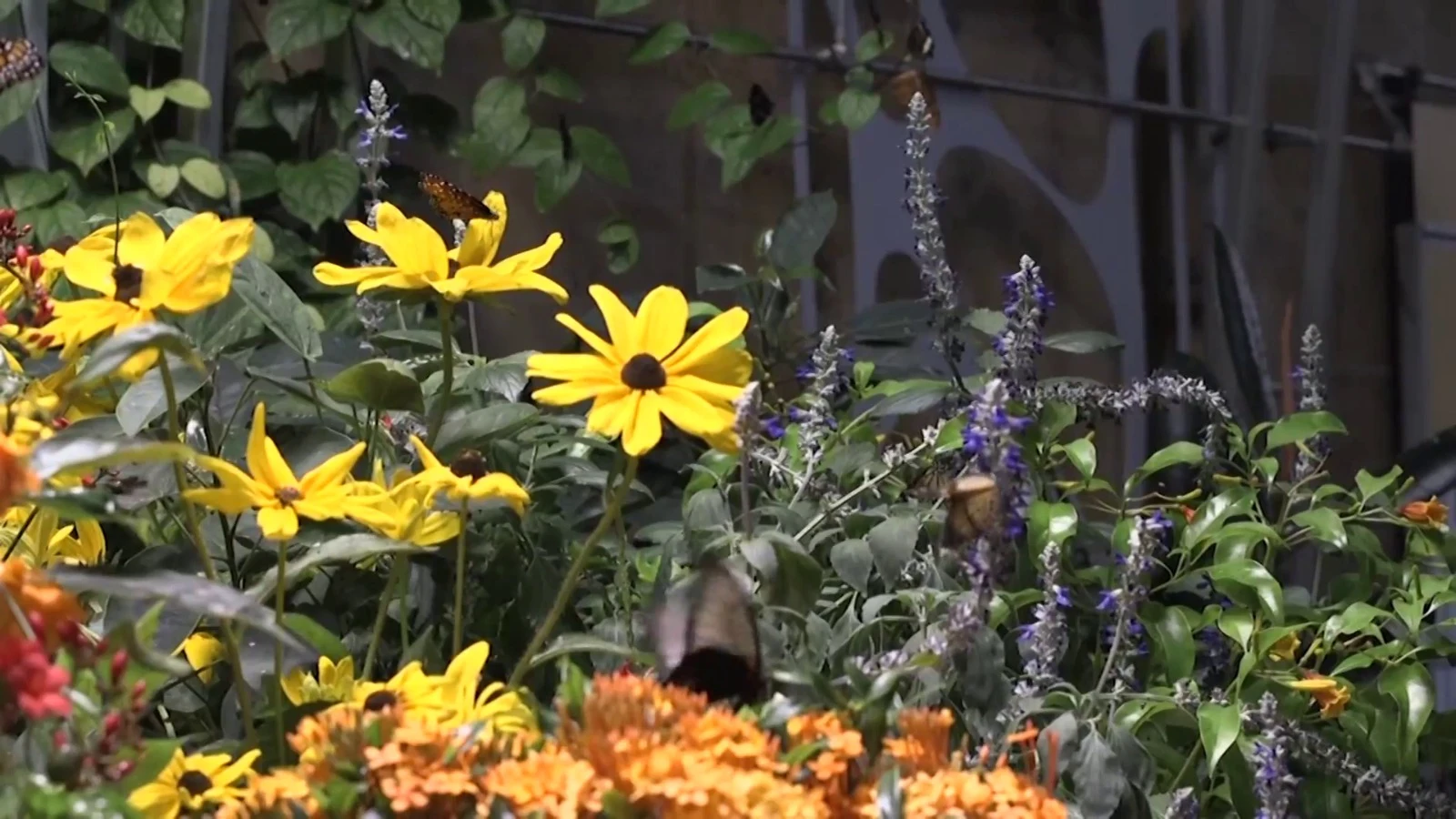 El cambio climático adelanta la temporada de alergia al polen en Estados Unidos El cambio climático adelanta la temporada de alergia al polen en Estados Unidos