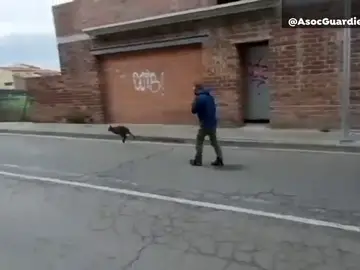 Los vecinos de Roda de Ter en Barcelona sorprendidos por un canguro Los vecinos de Roda de Ter en Barcelona sorprendidos por un canguro