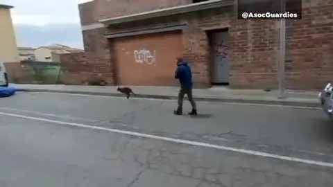 Los vecinos de Roda de Ter en Barcelona sorprendidos por un canguro Los vecinos de Roda de Ter en Barcelona sorprendidos por un canguro