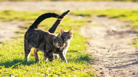 Gatos amorosos Gatos amorosos