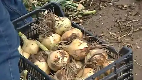 Cebollas Cebollas