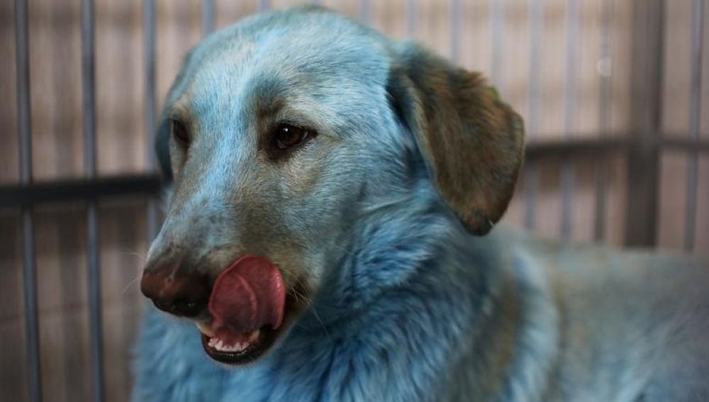 Imagen de un perro azul en Rusia