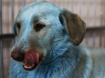 Imagen de un perro azul en Rusia