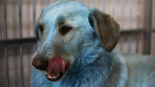 Uno de los perros azules hallados alrededor de la f&aacute;brica