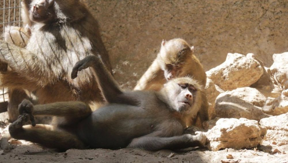 Un animal de Zoo de Castellar de la Frontera