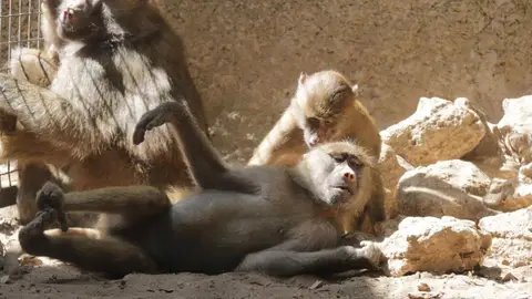 Un animal de Zoo de Castellar de la Frontera Coronavirus