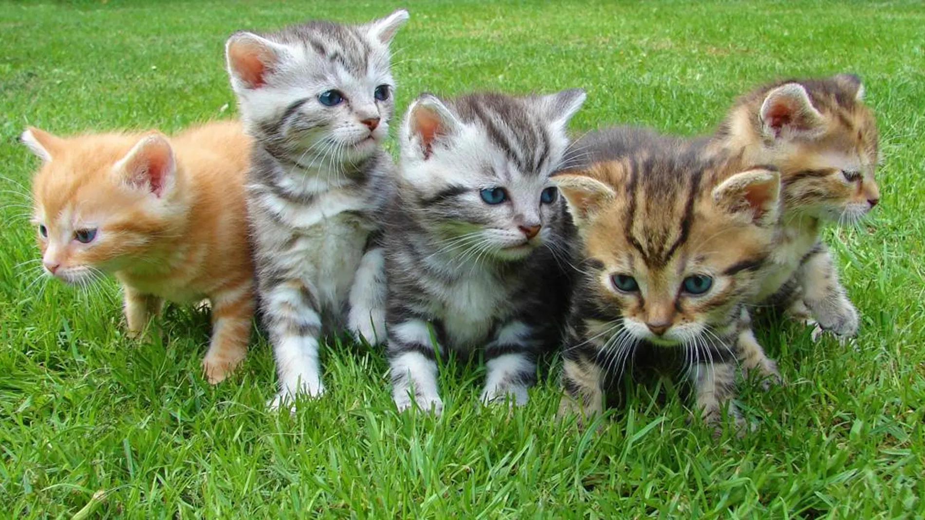 ¿Por qué el Día del Gato se celebra el 20 de febrero, el 8 de agosto y el 29 de octubre? ¿Por qué el Día del Gato se celebra el 20 de febrero, el 8 de agosto y el 29 de octubre?