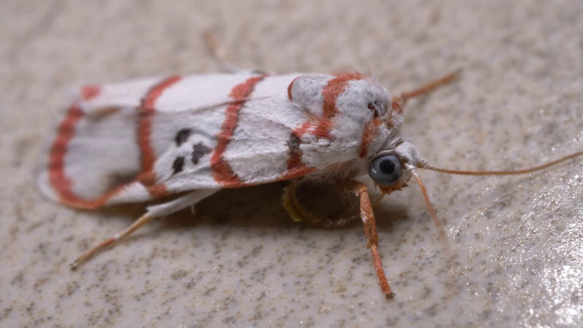C&oacute;mo eliminar polillas de forma efectiva para no volver a encontrar agujeros en las prendas