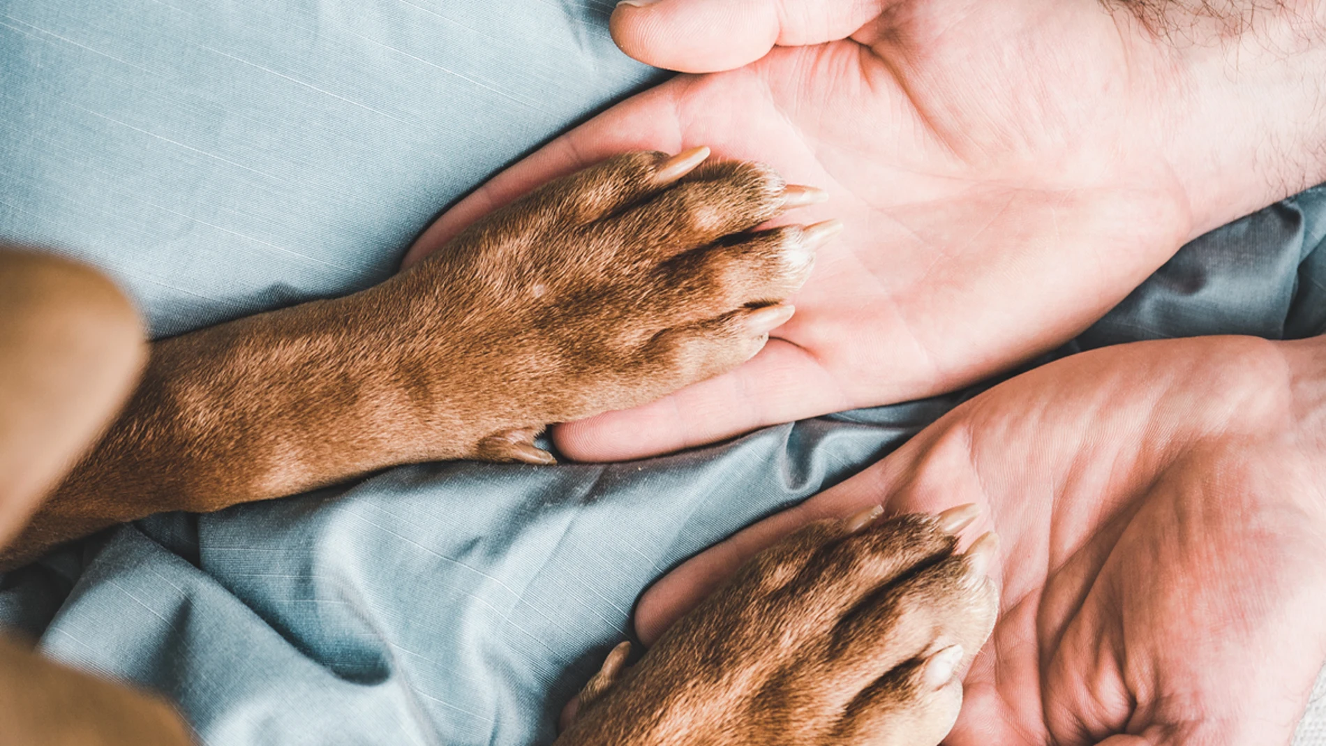 Patas de perro Patas de perro