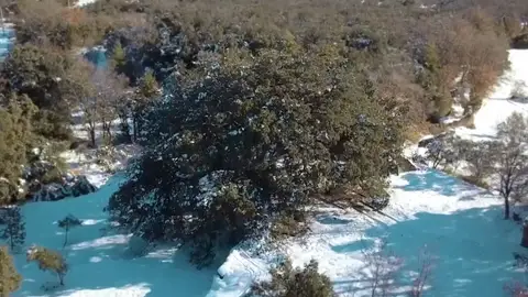La encina de Lecina en Huesca Huesca