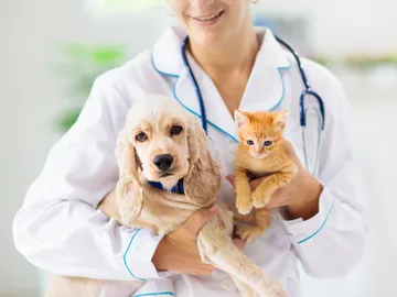 Veterinario con animalillos Veterinario con animalillos