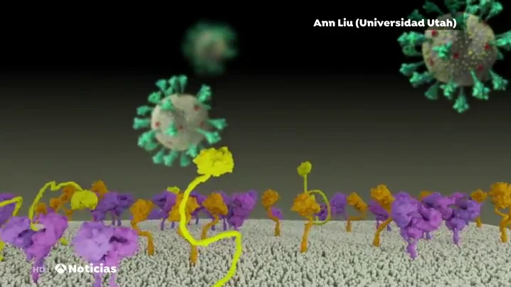 As&iacute; es como el coronavirus entra en el cuerpo humano