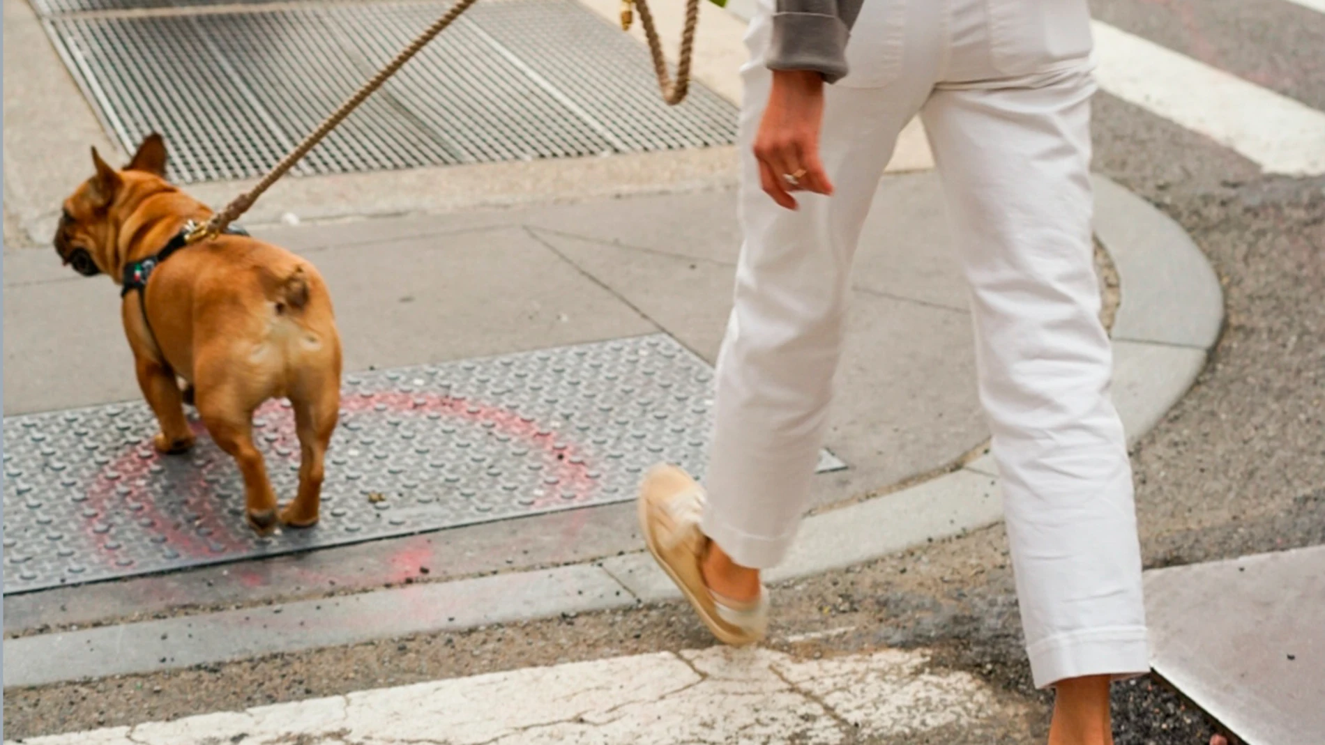 Un perro paseando por la calle (Archivo). Un perro paseando por la calle (Archivo).