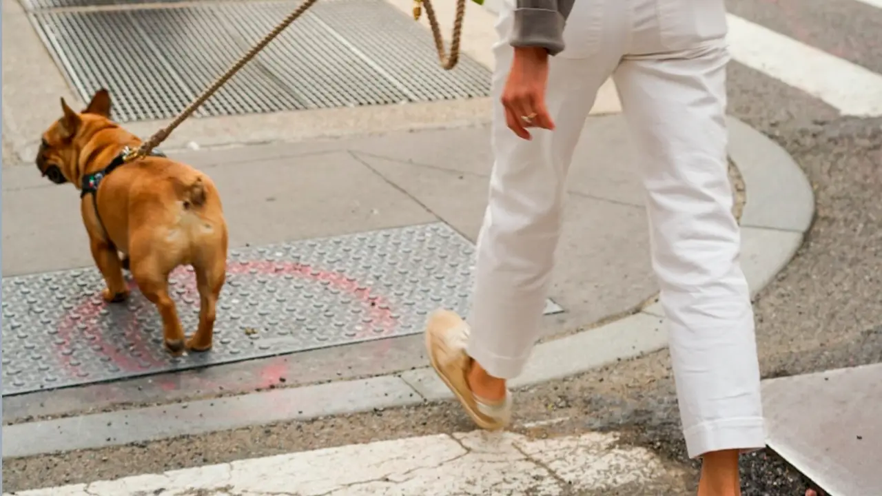 Un perro paseando por la calle (Archivo). Un perro paseando por la calle