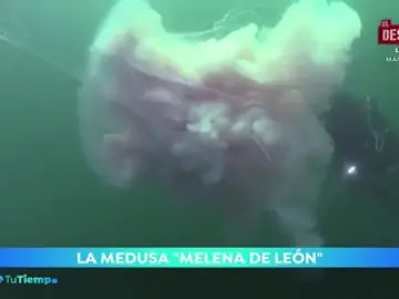 Espectacular medusa gigante en la Ría de Vigo Espectacular medusa gigante en la Ría de Vigo