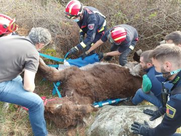 Los bomberos preparan a la burra antes de trasladarla en helicóptero