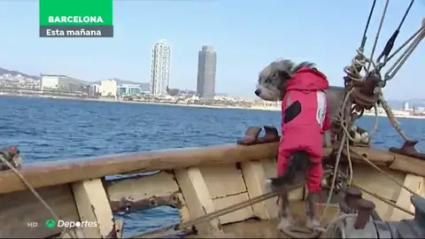 Nirvana, la perrita marinera que avista ballenas junto a Sergi Basolí en Barcelona Nirvana, la perrita marinera que avista ballenas junto a Sergi Basolí en Barcelona