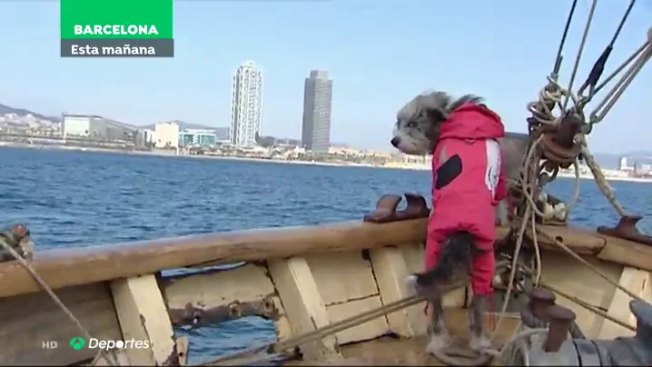 Nirvana, la perrita marinera que avista ballenas junto a Sergi Basol&iacute; en Barcelona