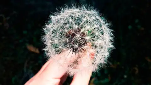 Consulta los niveles de polen en tu zona Consulta los niveles de polen en tu zona