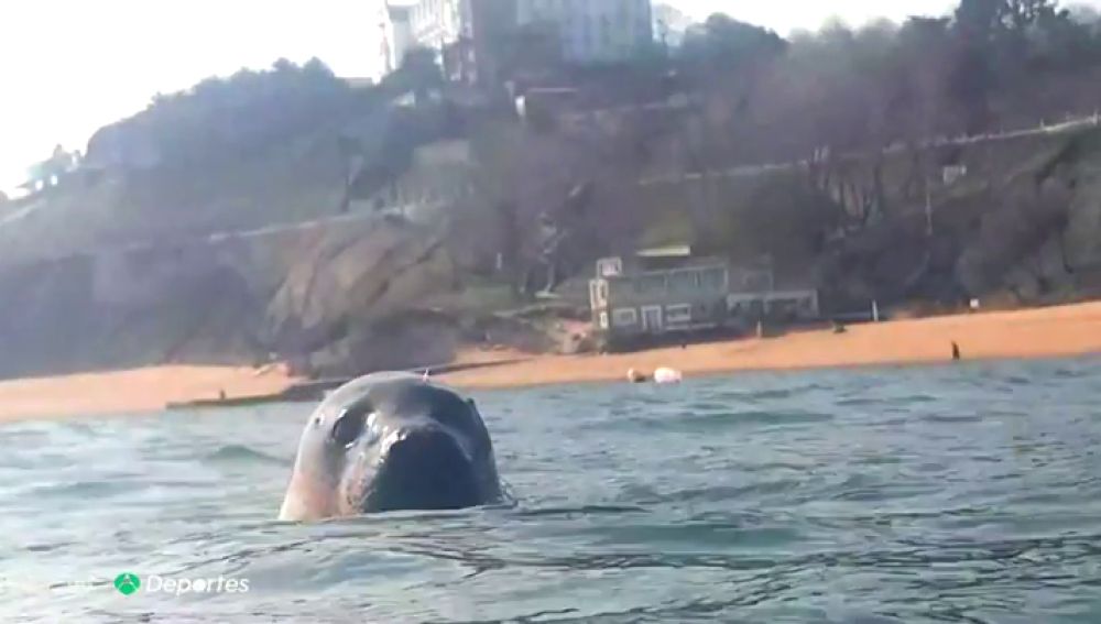 La entrañable historia de un submarinista y una foca en la Playa de la Magdalena, Santander