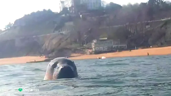 La entra&ntilde;able historia de un submarinista y una foca en la Playa de la Magdalena, Santander