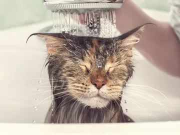 Gato en el baño Gato en el baño