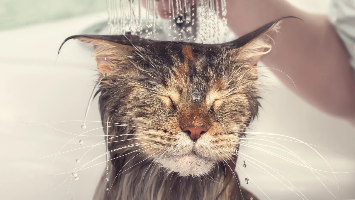 Gato en el baño Gato en el baño