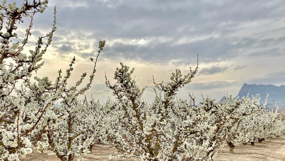 Cieza (Murcia)