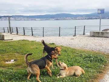 Tres perros jugando a la orilla de la costa gallega.