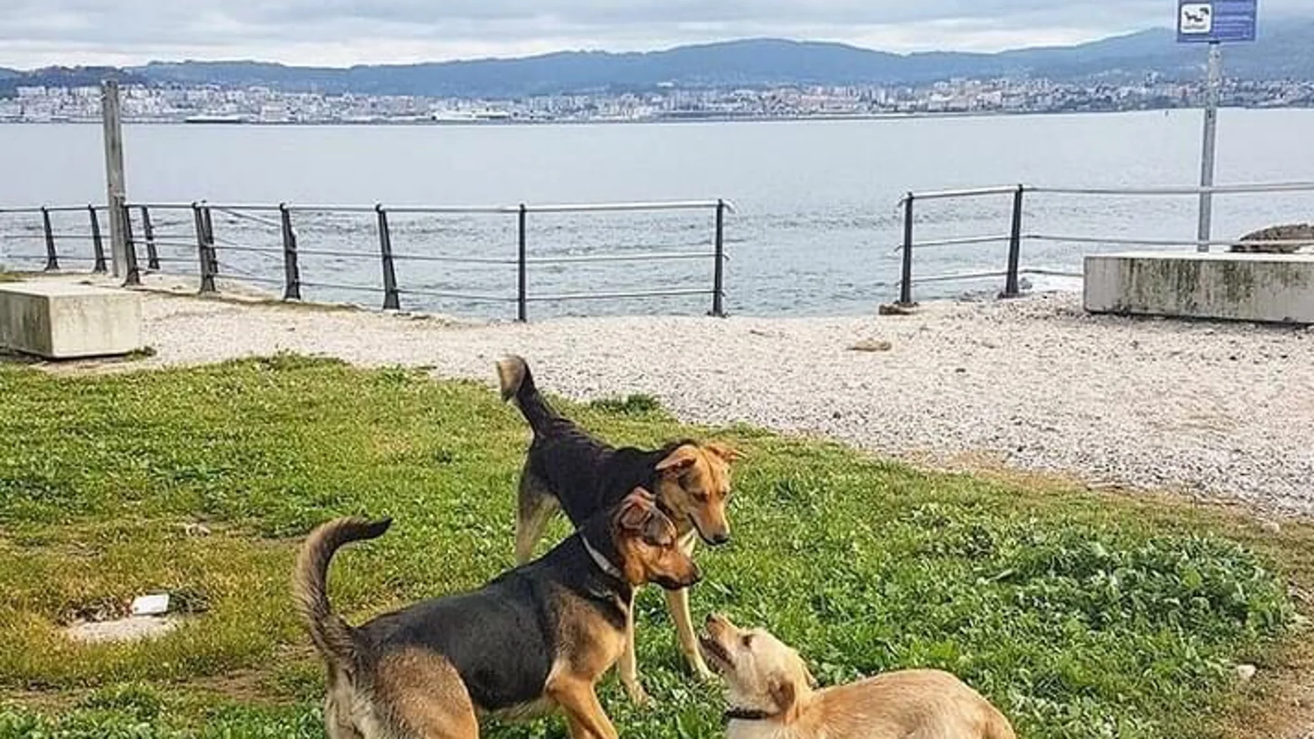 Tres perros jugando a la orilla de la costa gallega. Tres perros jugando a la orilla de la costa gallega.