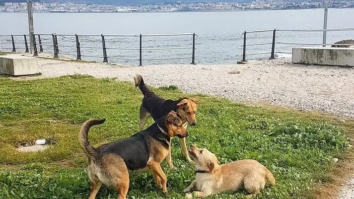 Tres perros jugando a la orilla de la costa gallega. Tres perros jugando a la orilla de la costa gallega.