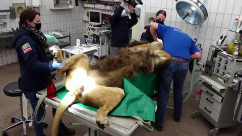 Vasectomía a un león Vasectomía a un león