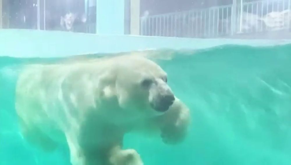 Inauguran un polémico hotel en China que exhibe un oso polar para que los clientes lo contemplen