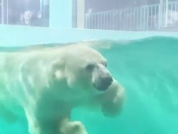 Inauguran un polémico hotel en China que exhibe un oso polar para que los clientes lo contemplen