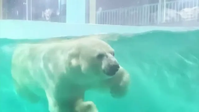 Inauguran un pol&eacute;mico hotel en China que exhibe un oso polar para que los clientes lo contemplen