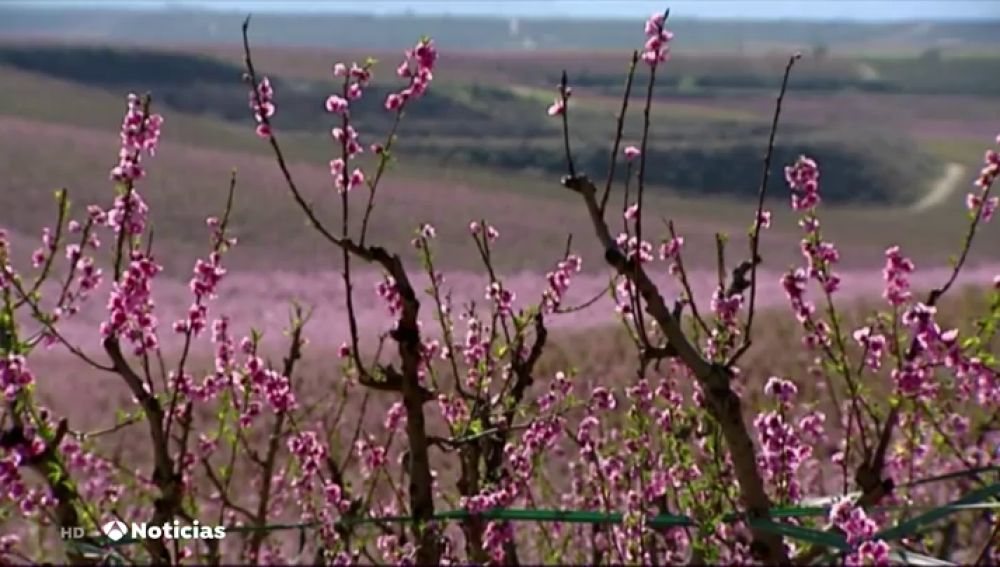 melocotoneros en flor