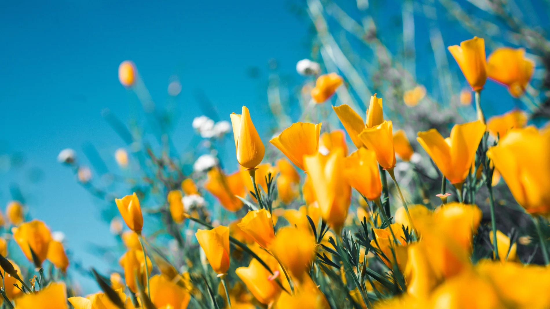 ¿Cuándo empieza la primavera en 2021? Fecha y hora del equinoccio de primavera ¿Cuándo empieza la primavera en 2021? Fecha y hora del equinoccio de primavera